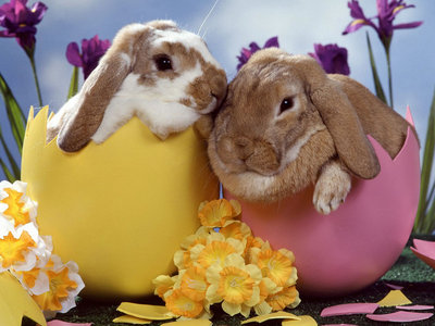 happy easter bunny pics. happy easter bunny wallpaper.
